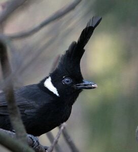 Crested Jay