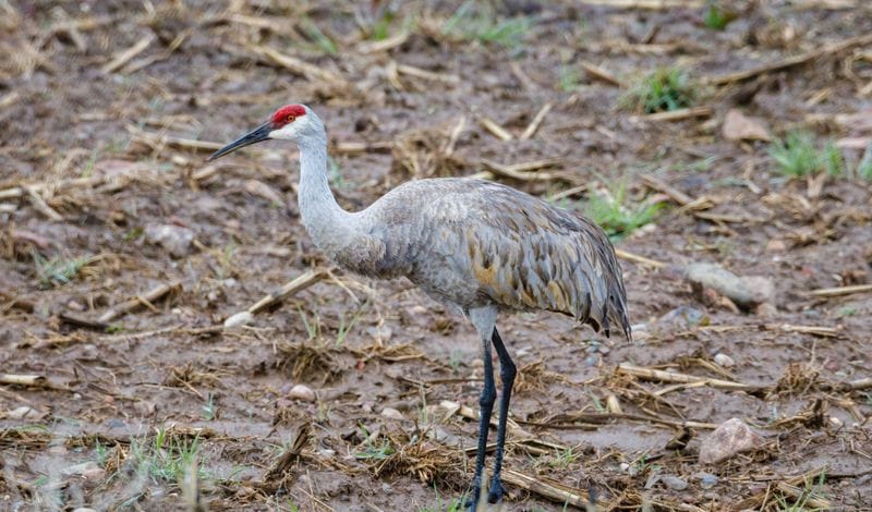 Sandhill crane standing on muddy ground in a natural habitat.