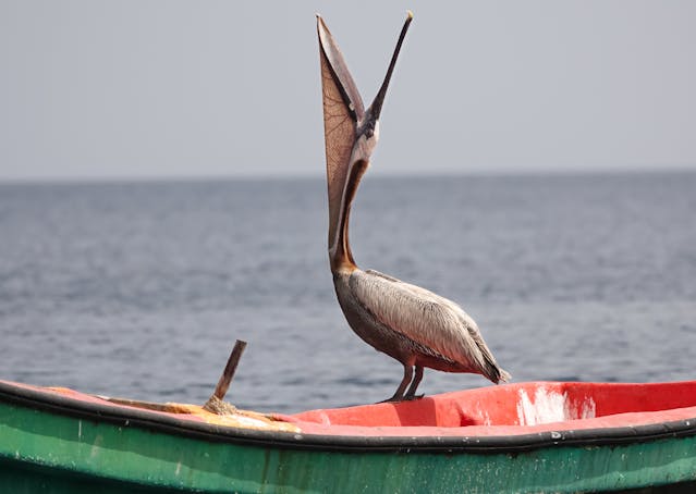 Brown Pelican