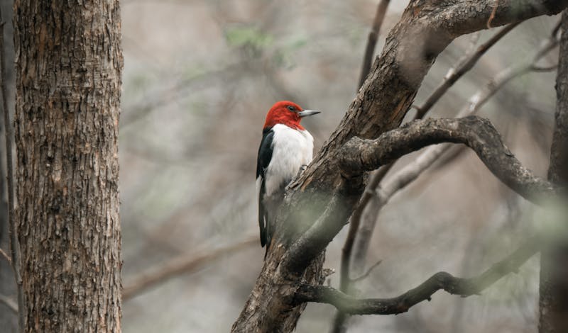 A red-headed woodpecker perched on a tree branch in a serene forest setting.