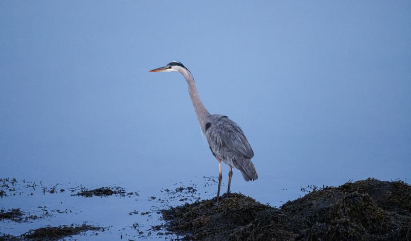 Elegant great blue heron stands by the water's edge in Stamford, CT.