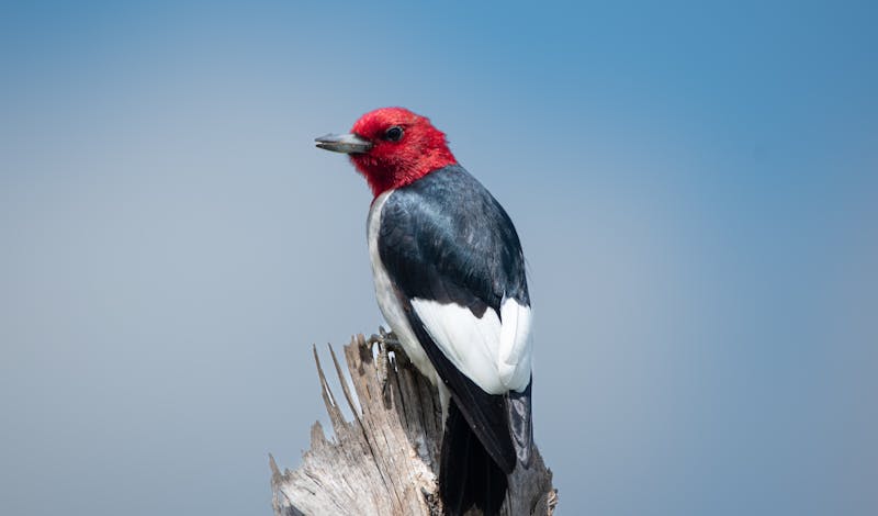 Close-up of a Red-headed Woodpecker perched on a tree stump against a clear blue sky.