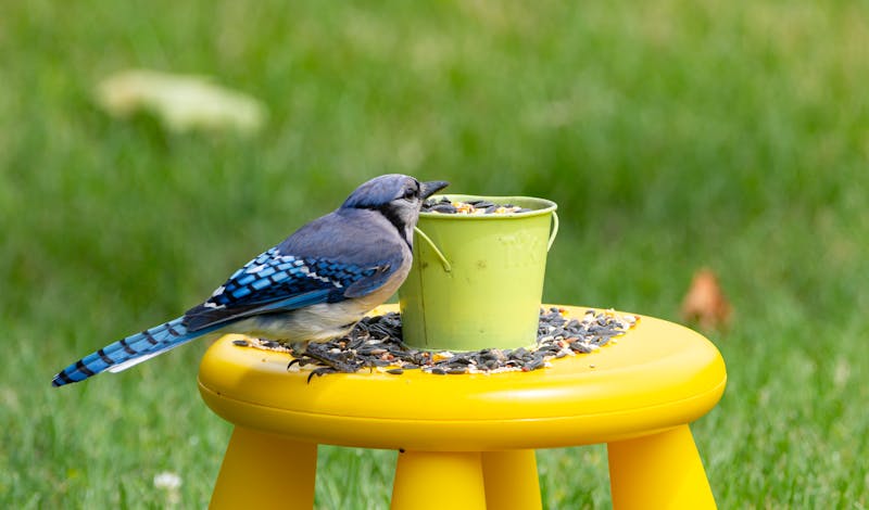 A vibrant blue jay perched on a table enjoying seeds outdoors in Canonsburg, Pennsylvania.