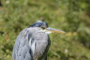 Great Blue Heron closeup