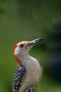 Red-bellied Woodpecker closeup
