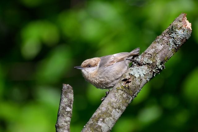 A brown-headed nuthatch perched on a lichen-covered branch in a lush green forest.