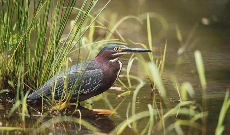 Close-up of a Green Heron wading in a North Carolina marsh, showcasing its vivid colors.