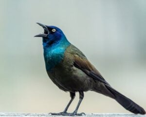 Common Grackles