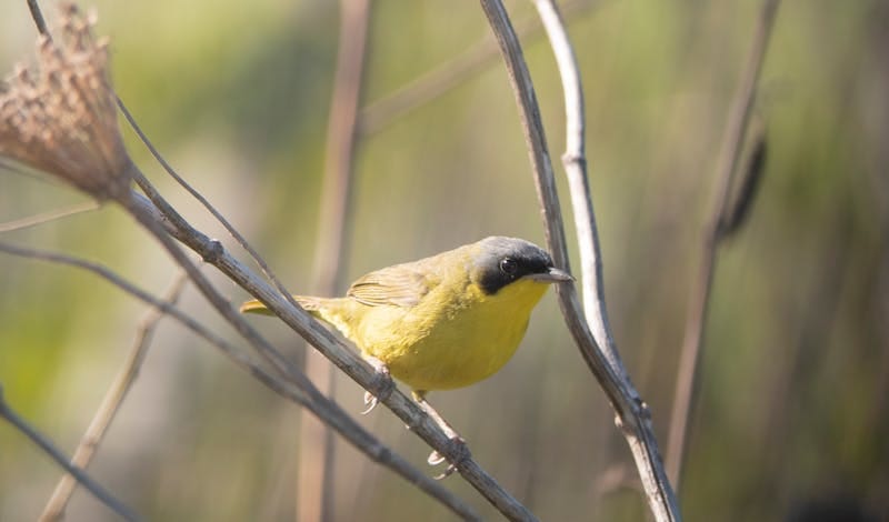 Masked Yellowthroat perched on branches in San Salvador, Argentina, showcasing vibrant yellow plumage.