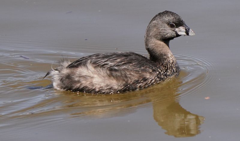 Pied-billed Grebe gliding peacefully on the water in Santa Barbara, California.