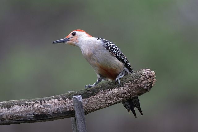 Close-up of a red-bellied woodpecker perched on a tree branch in natural habitat.