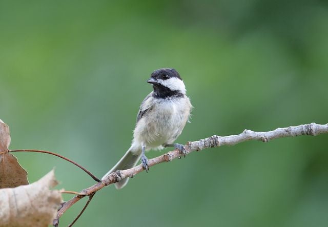 Close-up of a Carolina Chickadee perched on a branch with green blurred background.