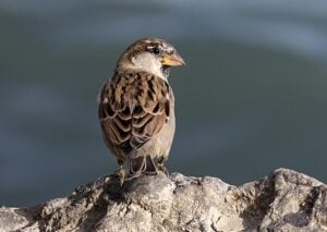 House Sparrow on rock