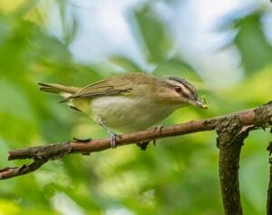 Red-eyed vireo with food in Prospect Park