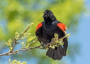 Red-winged Blackbird singing