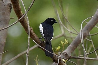 A white-shouldered tit bird on a branch looking at camera