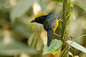 Sultan Tit on tree branch
