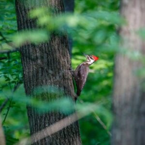 Pileated Woodpecker on a tree