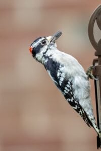 Downy Woodpecker