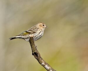 Pine Siskin Bird