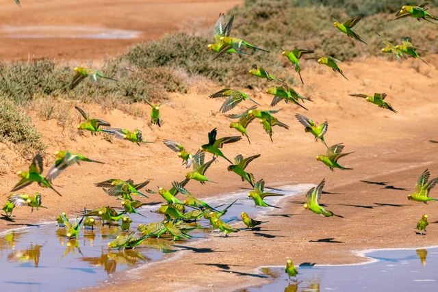 Flock of bright green budgerigars gathering at a water source in Exmouth, Australia.