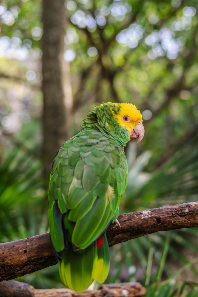 Vibrant Yellow-headed Amazon parrot perched on a branch in a tropical jungle.