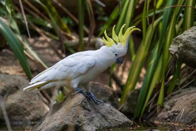 A beautiful Sulphur-crested Cockatoo perched on a rock amidst lush greenery in a natural setting.