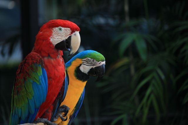 Close-up of two colorful macaws in a lush, tropical setting. Perfect for wildlife and nature photography enthusiasts.