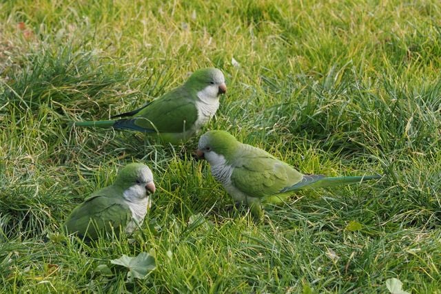 Three monk parakeets foraging in lush grass, Roma, Italy.