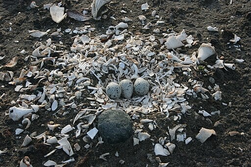 Killdeer (Charadrius vociferus) eggs in a nest of seashells.