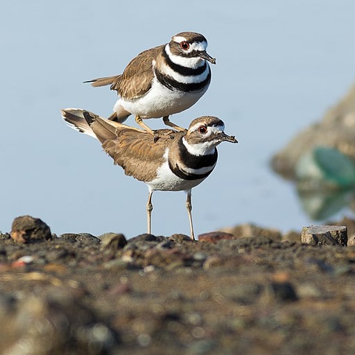 Killdeer (Charadrius vociferus) mating near Corte Madera, Marin County, California