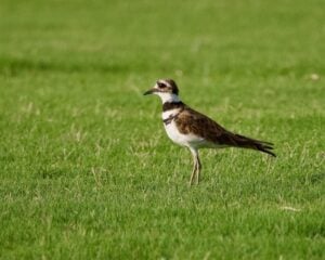 Killdeer in a lawn