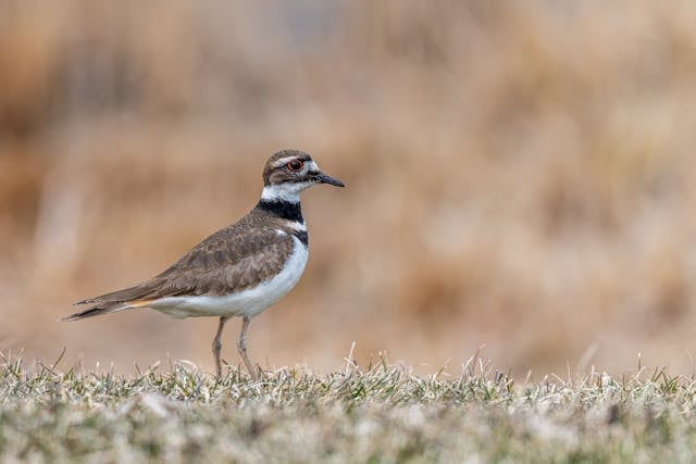Killdeer with long beak walking on grass