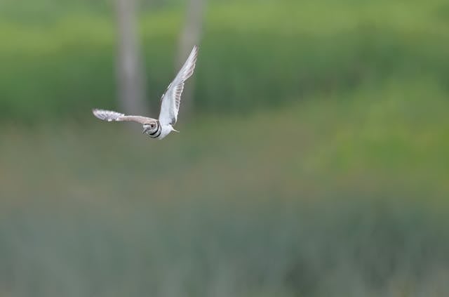 Graceful Killdeer in Flight Over Greenery