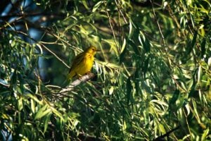 Warbler Birding in New York City’s Central Park
