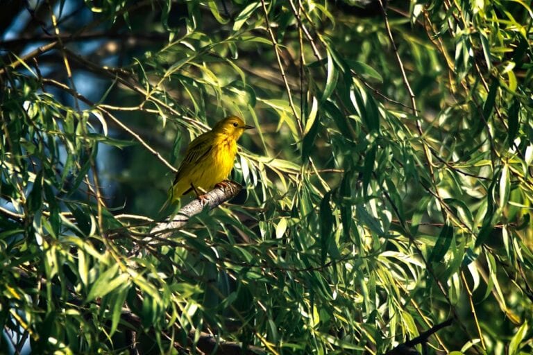 Warbler Birding in New York City’s Central Park