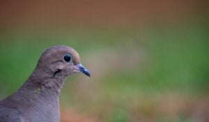 A close-up portrait of a mourning dove perched outdoors.