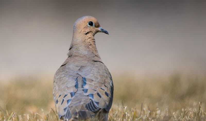 A serene mourning dove perched on grass showcasing its distinct plumage.