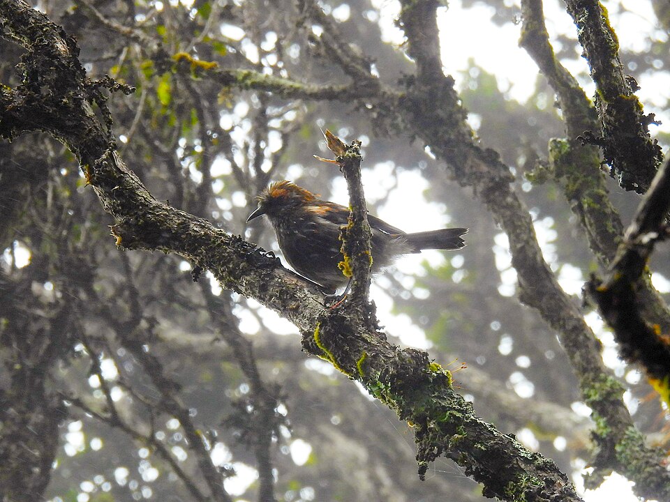 Akohekohe bird in the trees