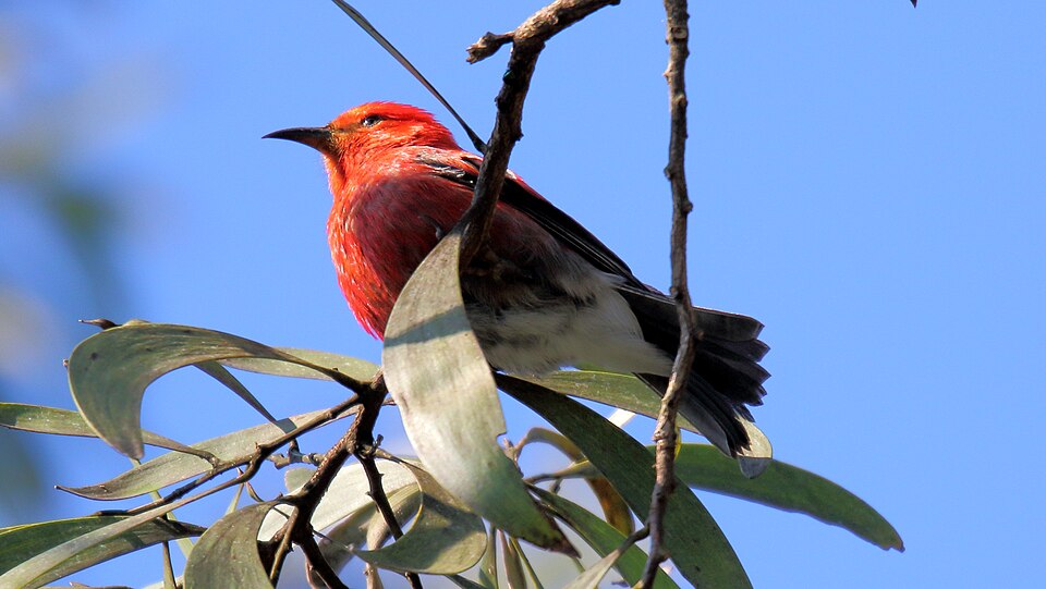 An Apapane bird sitting in the tree branches against a blue sky