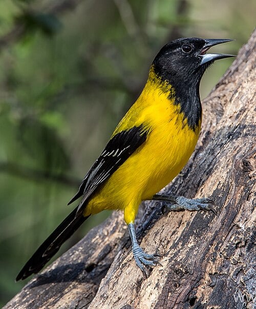 An Audubon's Oriole in tree