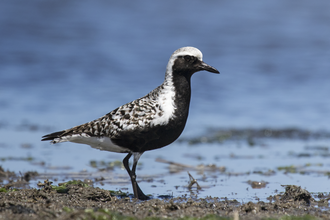 A Black-Bellied Plover in the Great Bay WMA.