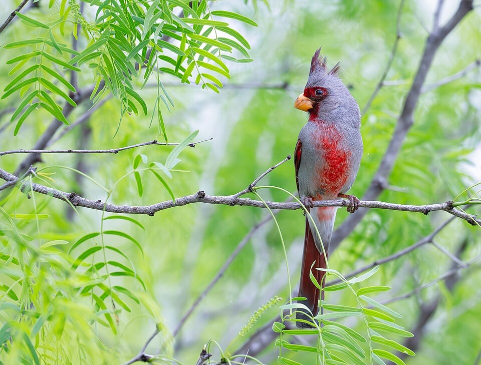 Pyrrhuloxia (Cardinalis sinuatus) in tree