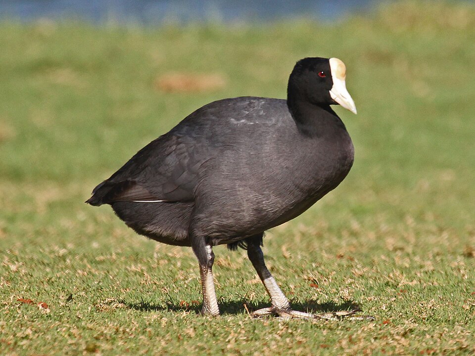Hawaiian Coot (Fulica alai) - Kauai, Hawaii. This particular coot has a yellowish frontal shield on its forehead.