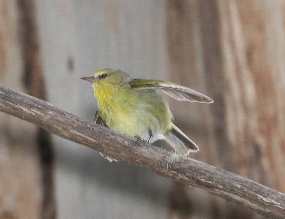 Maui Alauahio (Paroreomyza montana) bird sitting in a tree branch