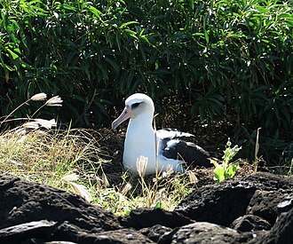 Mōlī or Laysan albatross nesting under a naio (Myoporum sandwicense), a coastal shrub endemic to the Hawaiian Islands.