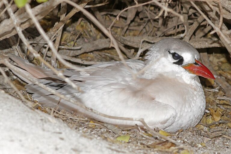 Red-tailed tropicbird (Phaethon rubricauda rubricauda) nesting on Nosy Ve, Madagascar