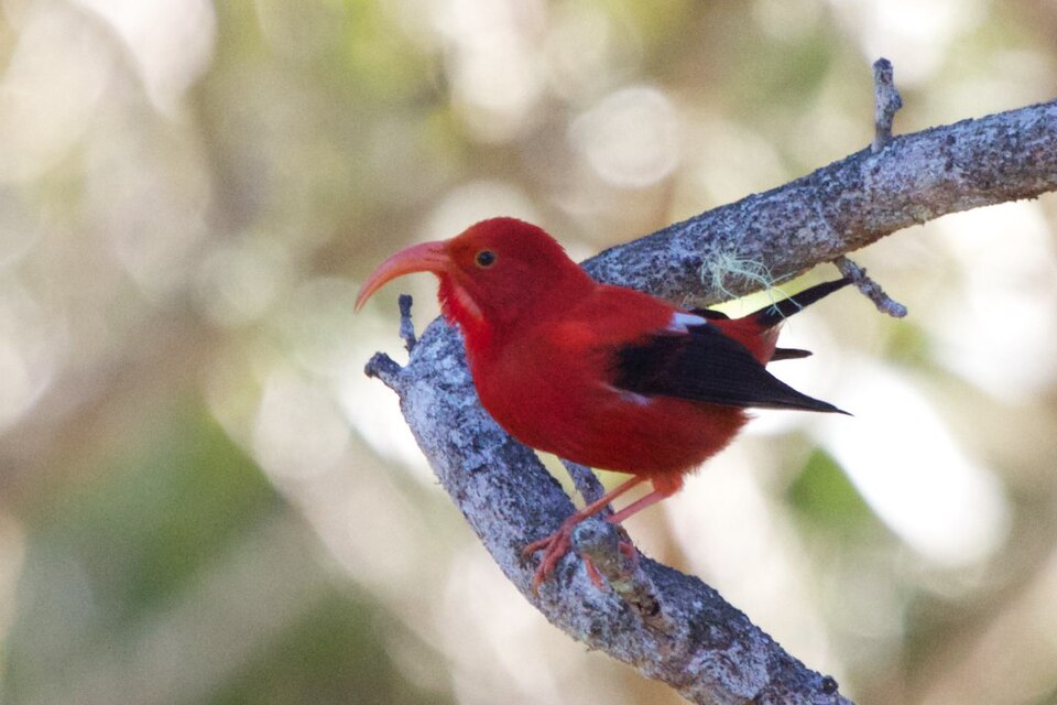 An adult Iiwi Drepanis coccinea in Hawaii on tree branch.