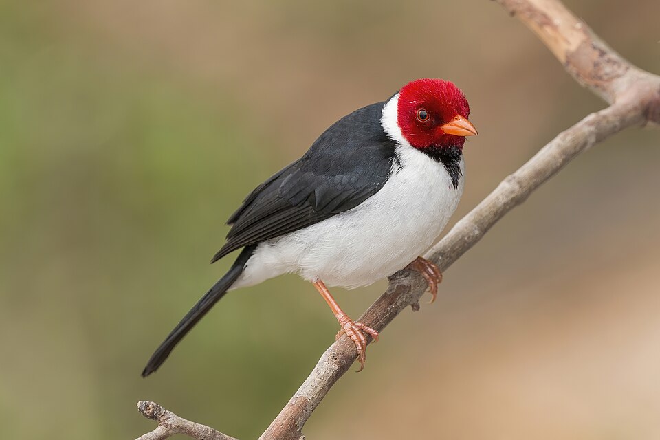 Yellow-billed cardinal sitting on a tree branch in forest
