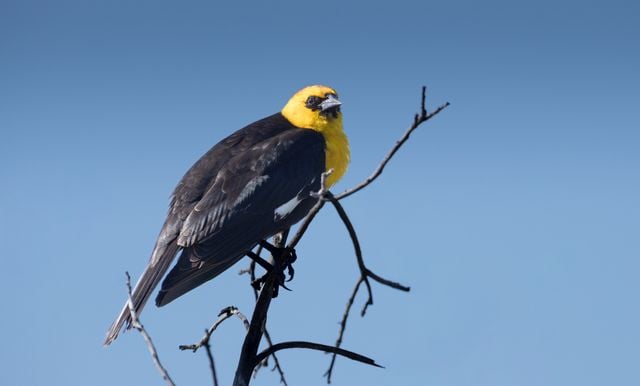 Yellow-headed blackbird perched on a bare branch against a clear blue sky.